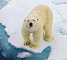Zašto san polarnog medvjeda?
