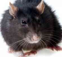 Zašto san crnog štakora?