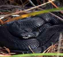 Zašto san crne zmije?