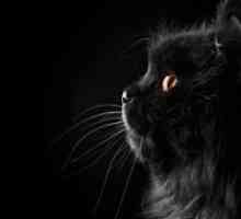 Zašto san crne mačke?