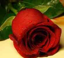 Zašto san crvenom ružom?