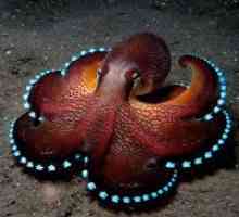 Zašto san hobotnice?