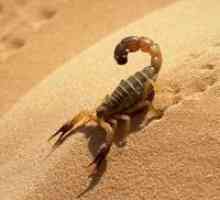 Zašto san škorpiona?