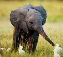 Zašto san beba slona?