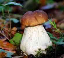 Zašto san bijelih gljiva?