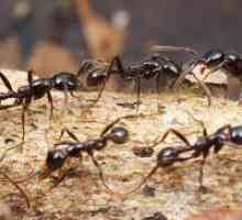 Zašto san od mrava?
