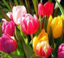 Zašto sanjati o tulipana?