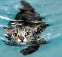 Koliko često mogu kupati mačke?