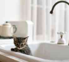 Koliko često možete kupati vašeg mačića?