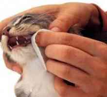 Kako očistiti mačka zubi?