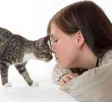 Kako da biste dobili osloboditi od alergije na mačke?