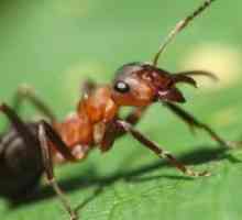 Kako da biste dobili osloboditi od mravi u tom području?