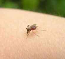 Kako da biste dobili osloboditi od ujeda komaraca?