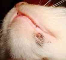 Kako liječiti akne kod mačaka na bradi?