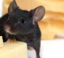 Kako da biste dobili osloboditi od miševa u vašem stanu?
