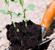 Kako dezinficirati tlo za sadnju?