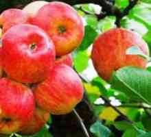 Kako smanjiti stablo jabuke u proljeće?