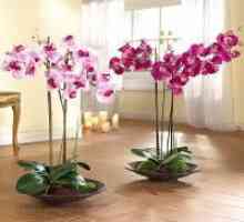 Kako smanjiti orhideja nakon cvatnje?