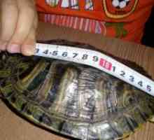 Kako odrediti starost kornjača?