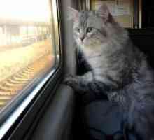 Kako prijevoz mačka u vlaku?