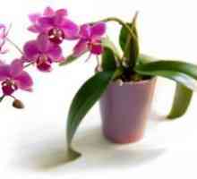 Kako voda orhideje kod kuće?