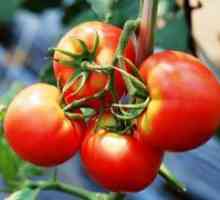 Kako sipati paradajz u stakleniku polikarbonata?