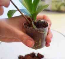 Kako presaditi orhideju kod kuće?
