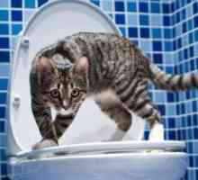 Kako priviknuti mačku na WC?