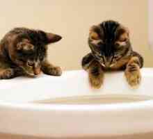 Kako naučiti mačića na WC?