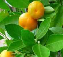 Kako biljka mandarinski kod kuće?