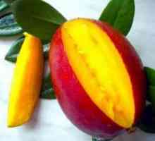 Kako raste mango?