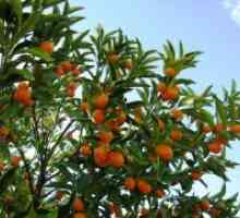 Kako rastu mandarine?