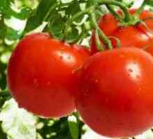 Kako biljka rajčice?