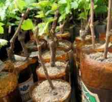 Kako saditi vinovu lozu?