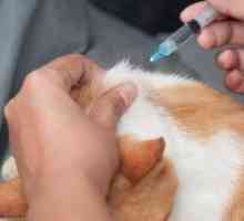 Kako napraviti injekcija potkožno mačka?