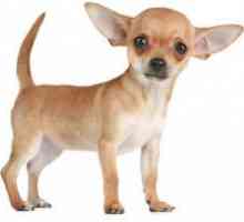 Kako da se brine za štene Chihuahua?