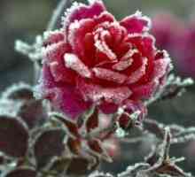 Kako pokriti ruže za zimu?