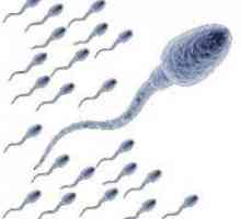 Kako povećati sperma count?