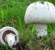 Kako rastu gljive?