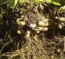 Kako raste kikiriki?