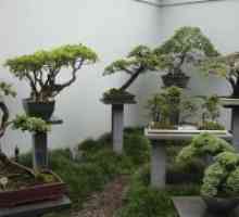 Kako raste bonsai iz sjemena?
