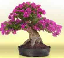 Kako raste bonsai kod kuće?