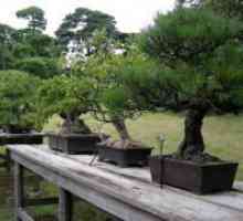 Kako raste bonsai?