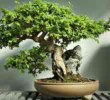 Kako raste bonsai stabla?