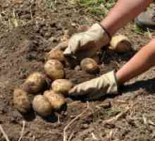 Kako raste dobar urod krumpira?