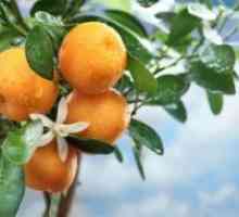 Kako raste mandarinski kostiju?