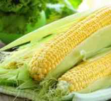 Kako raste kukuruz u zemlji?