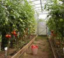 Kako raste rajčice u stakleniku?