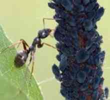 Kako prikazati mrave iz vrta?