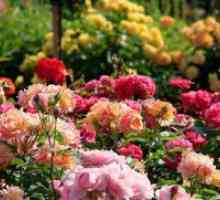 Što je potrebno gnojiva ruže?